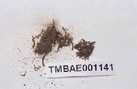 藏品(尖葉擬草苔)的圖片